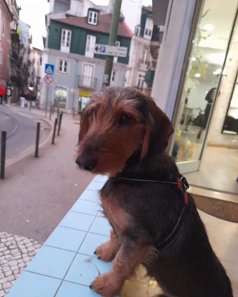 O cão do salão, à porta, na Rua de São Bento